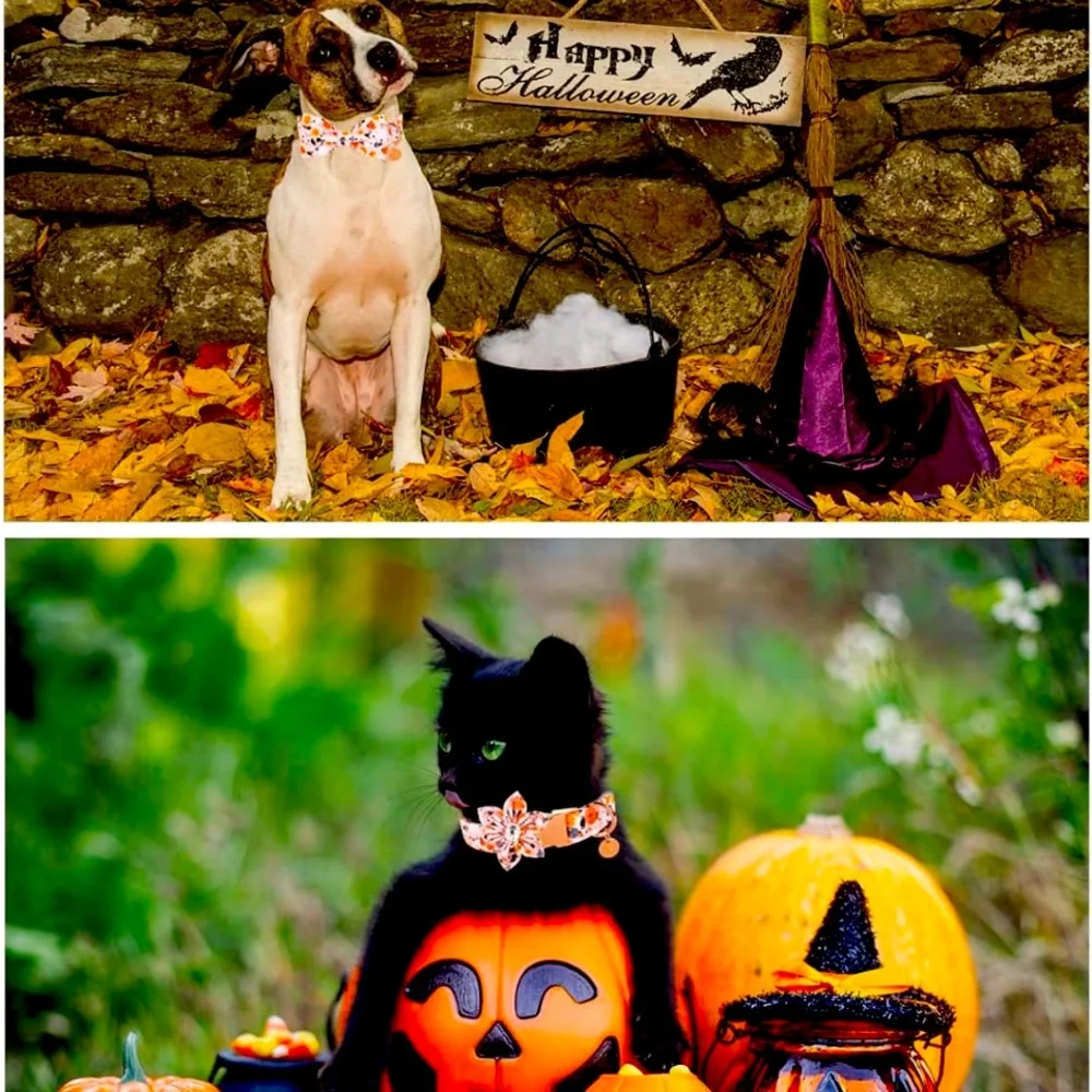 New Halloween Dog Collar with Flower, Pumpkin Cotton Flower Collar  M Girl Dog, - Picture 6 of 10